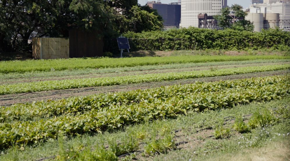 Image of green farmland in Cleveland