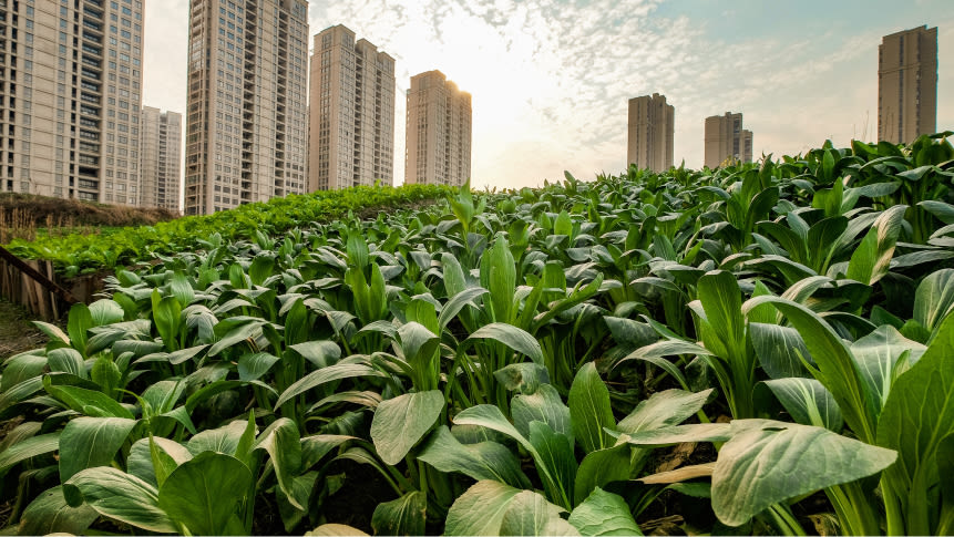 Image of City tower blocks in the background with green field in the foreground