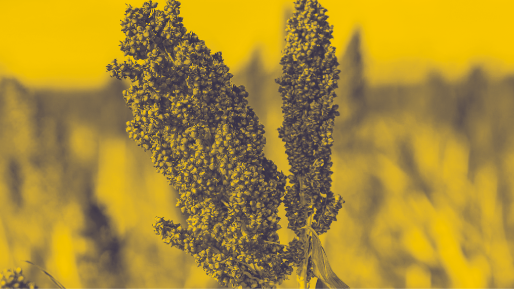 An image showcasing farmers crops. The background of the image is yellow and stands out in an environmental setting.