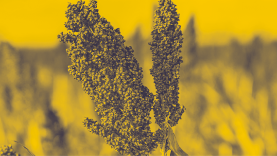 An image showcasing farmers crops. The background of the image is yellow and stands out in an environmental setting.