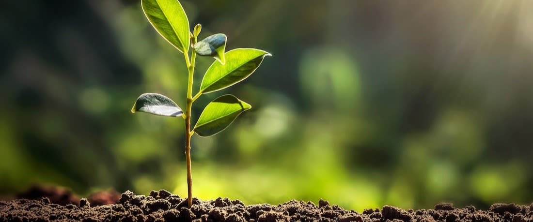 Close up photo of plant in soil