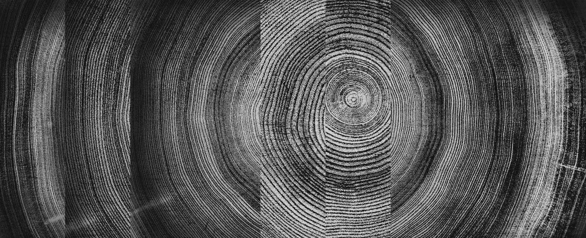 Circles inside a tree stump