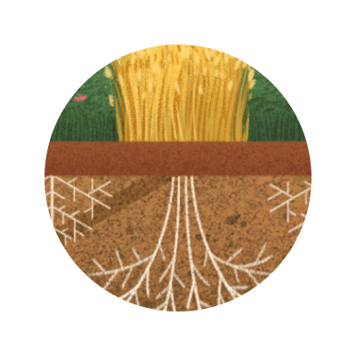 illustration of crops
