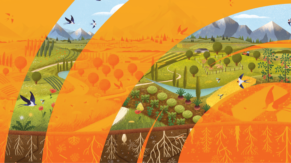 Illustration of farm fields