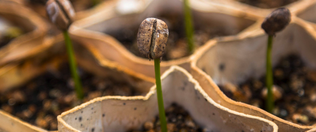 Multiple seeds in paper pots