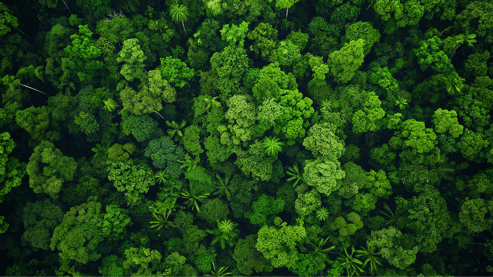 Canopy of a rain forest
