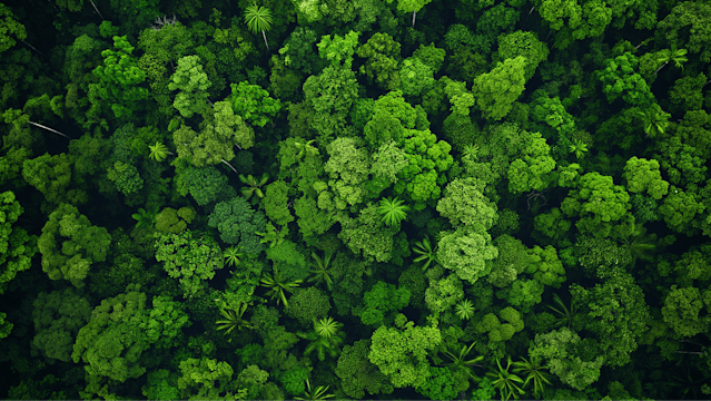 Canopy of a rain forest