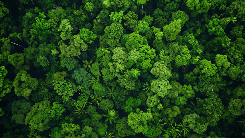 Canopy of a rain forest