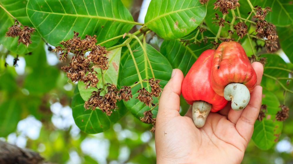 Hand harvesting Cashew fruit (Anacardium occidentale) on tree