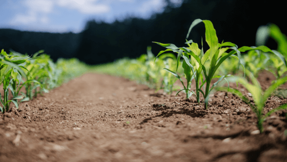 Close up of crops in soil