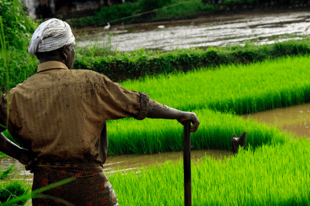 Farmer in a field