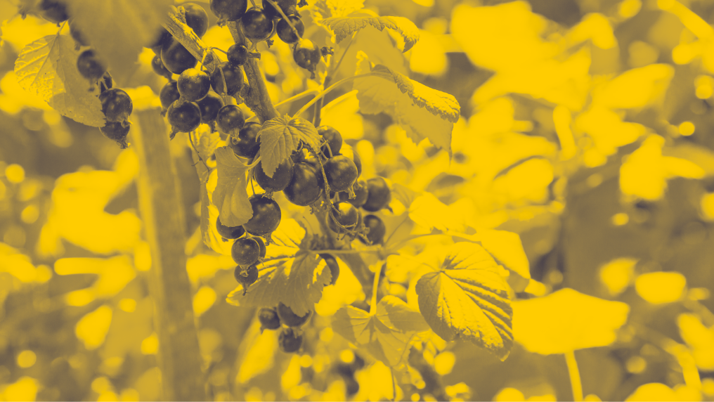 An image of a zoomed-in blackcurrant plant with a yellow filter over the image.