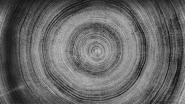 Circles inside a tree