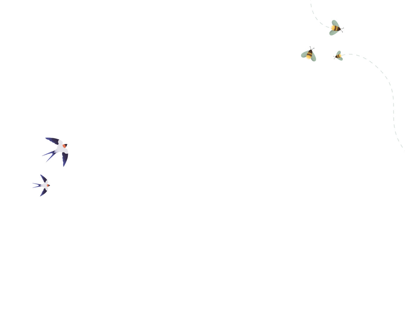 Birds and bee illustrations on white background