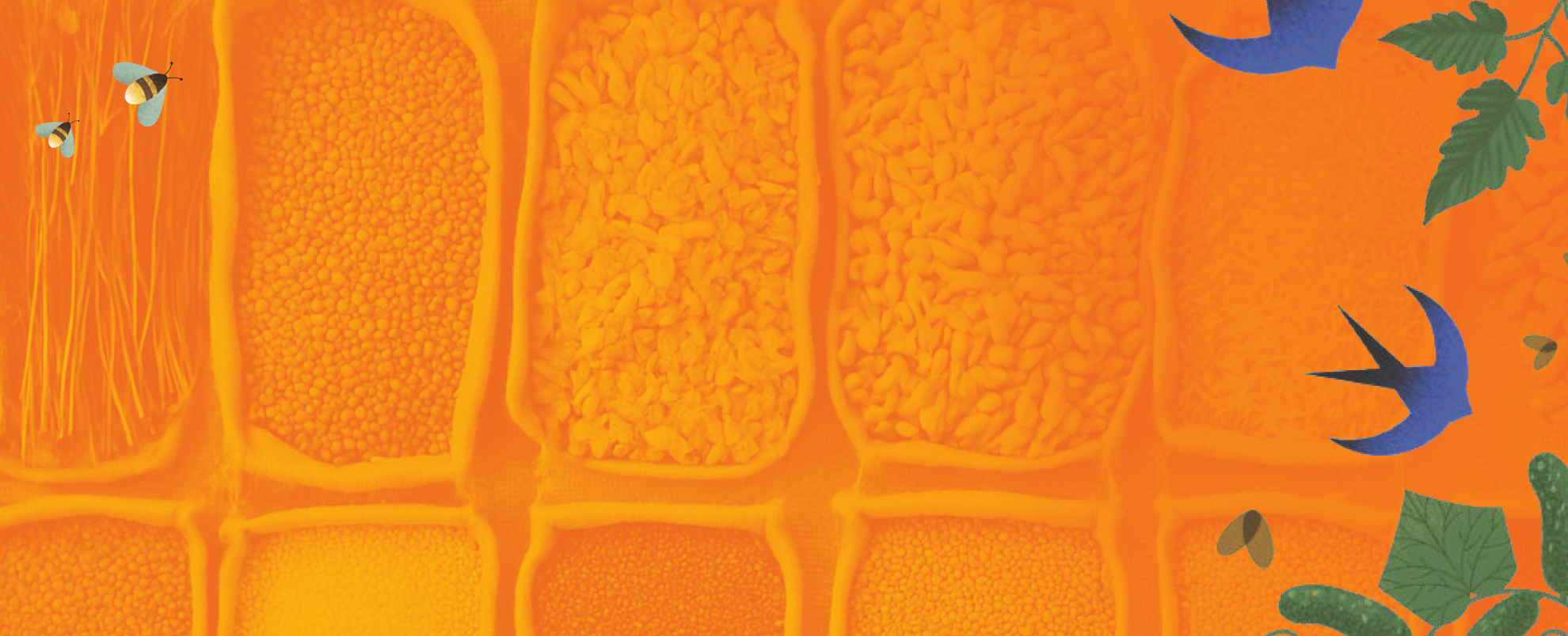 Grains in orange background