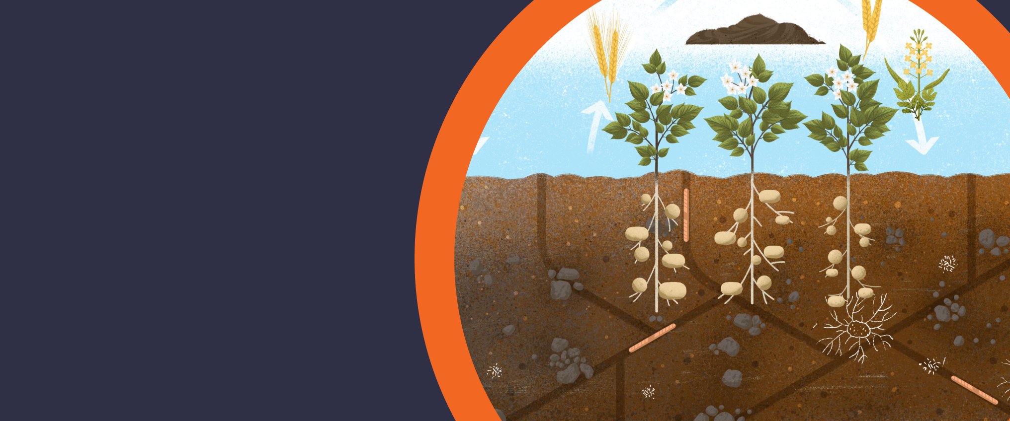 soil illustration