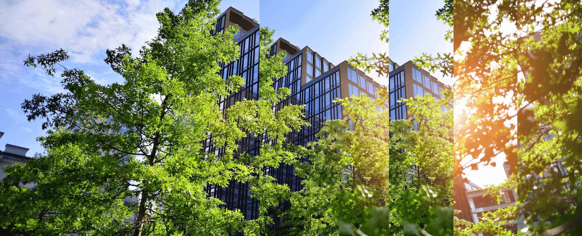 City building and trees surrounding the building