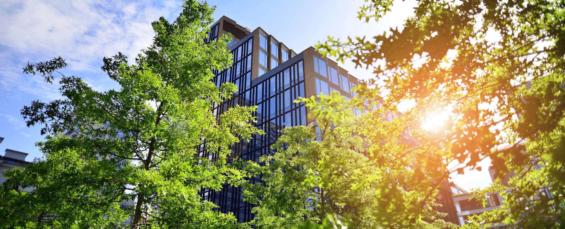 City building and trees
