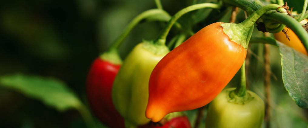 Vegetable growing on crop
