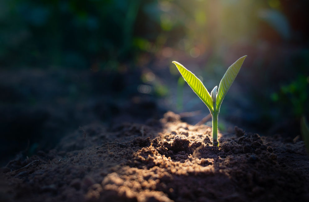 Photo of plant in soil