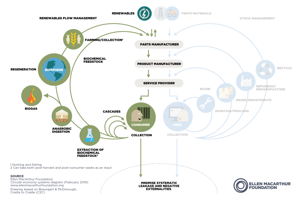 Butterfly Diagram Infographic