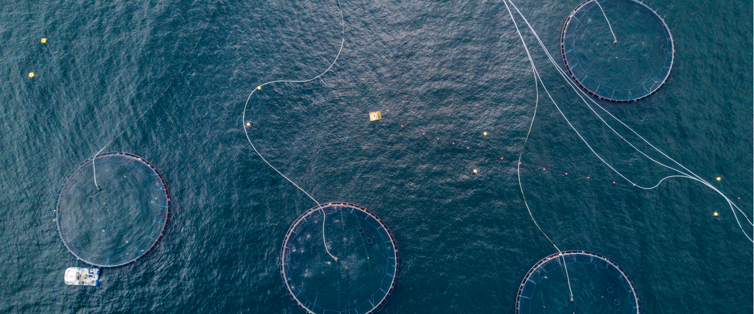 sea with fishing nets