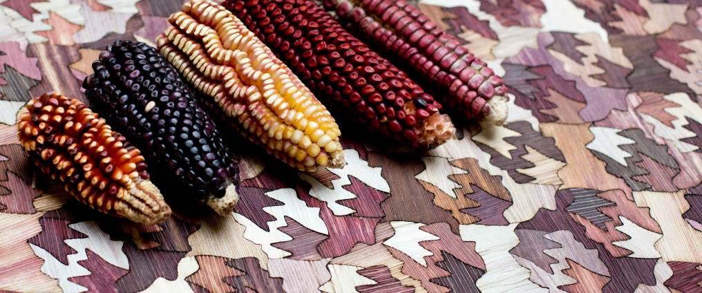 corn varieties