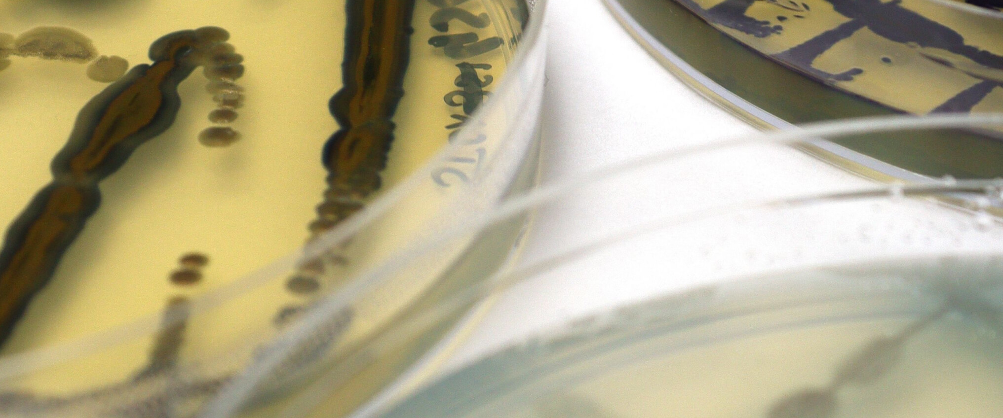 Close up photo of the biobased dyeing process