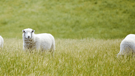 Sheep in field