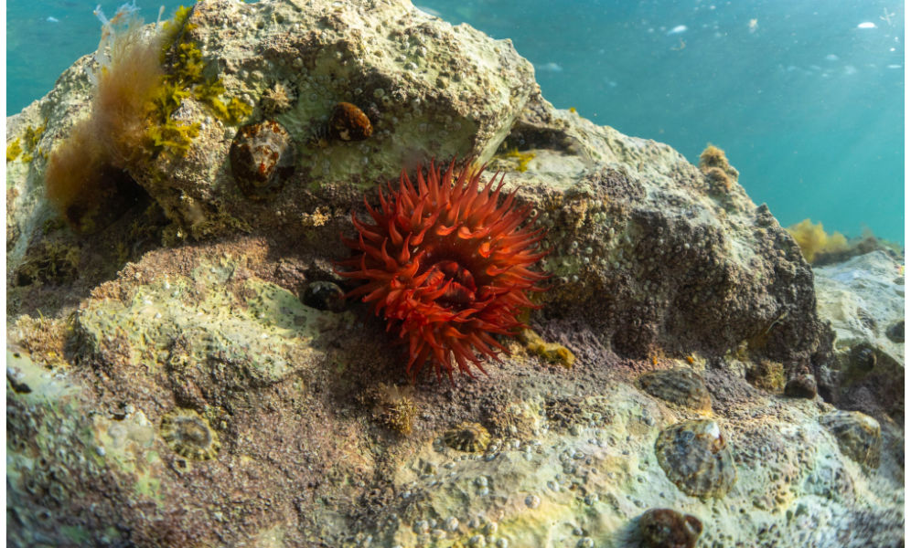 sea urchin 