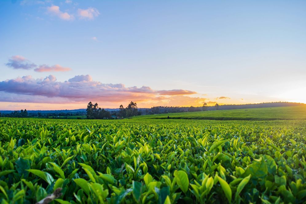 Photo of vibrant farming field