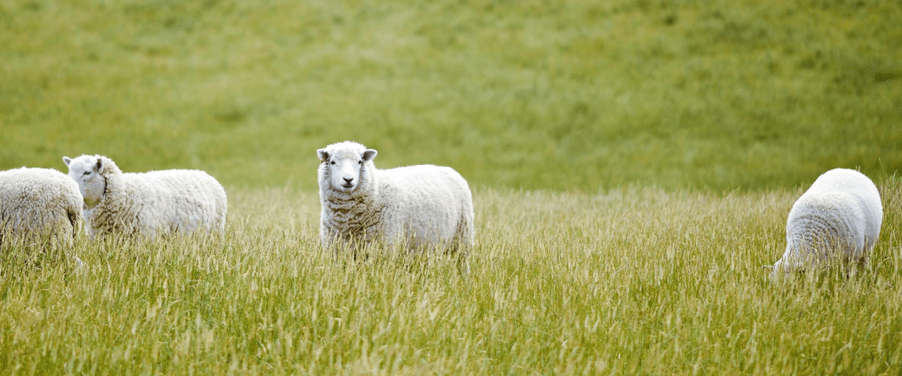 Sheep in field