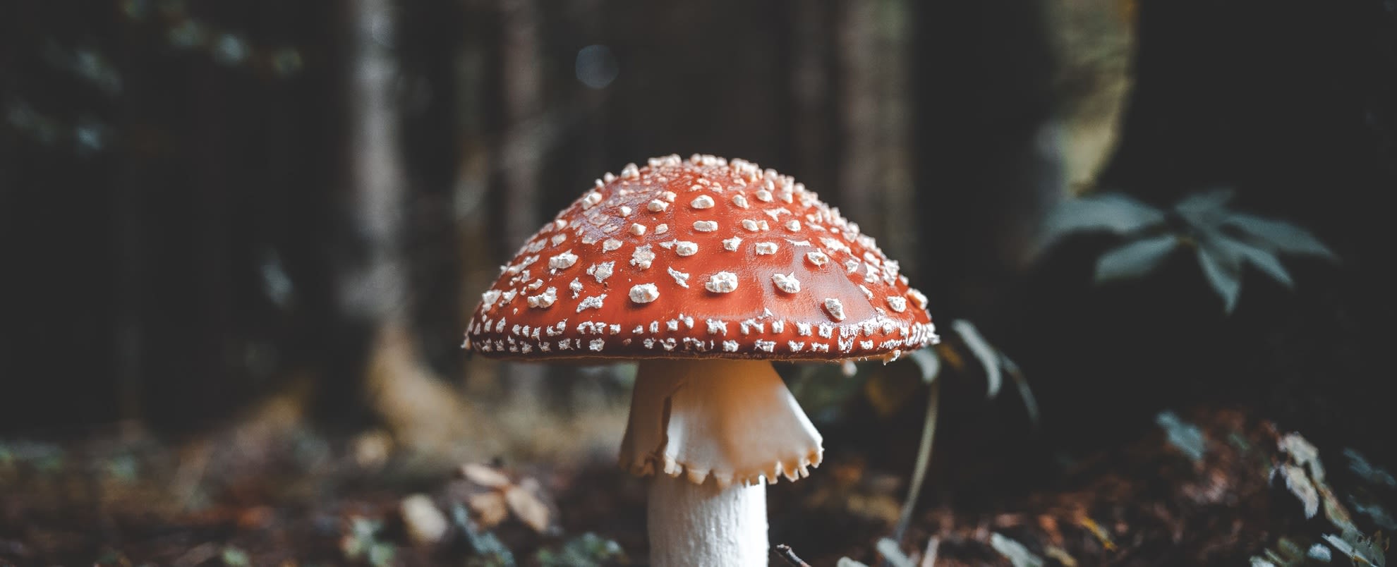 Close up of a red mushroom with white spots