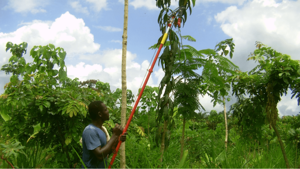 Person farming