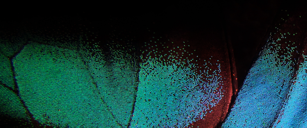 abstract image of butterfly wings