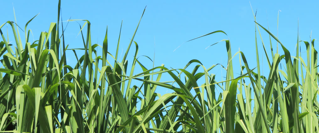 Field of crops