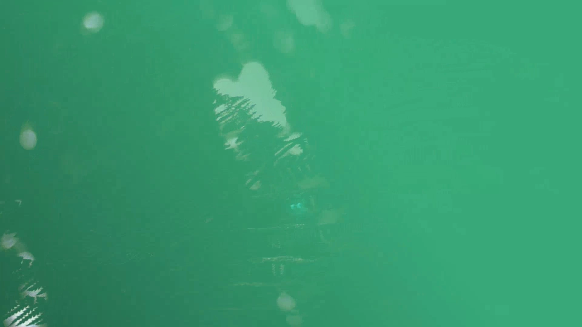 Rainforest leaves with green overlay on top.