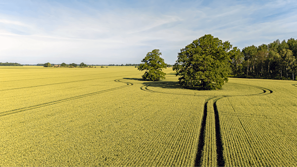 Farmers' field with tractor tracks in a circle