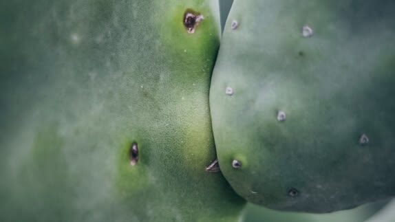 Close up photo of cacti