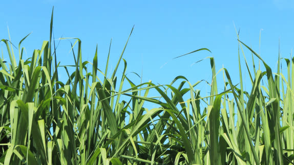 Field of crops