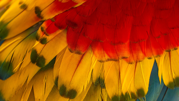 Bright colour feathers made of red, yellow and green