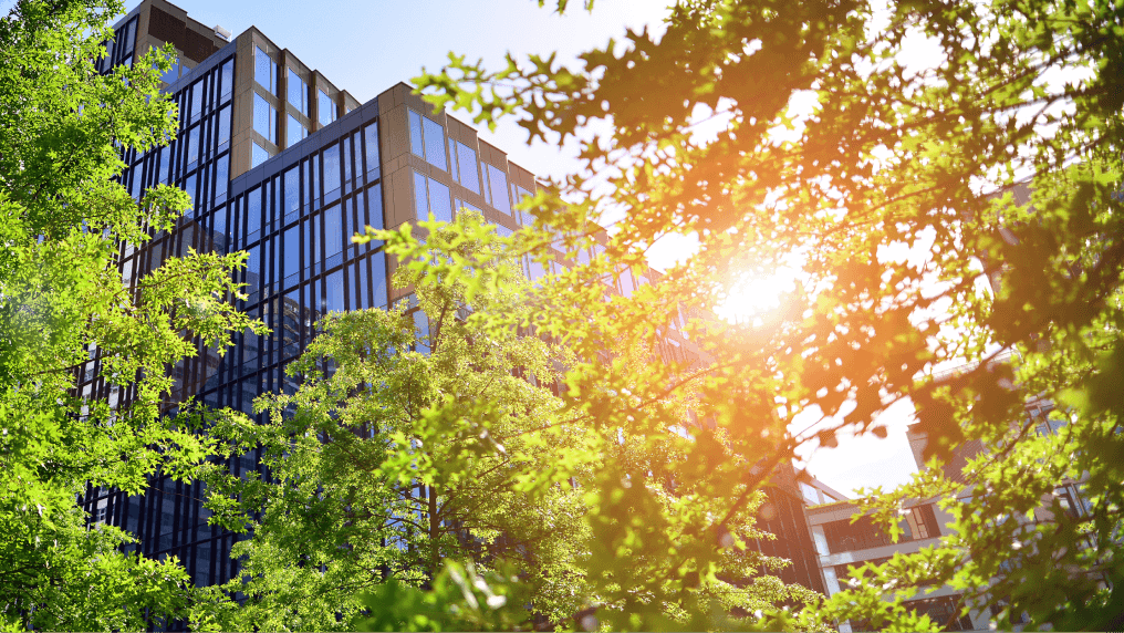 City building and trees
