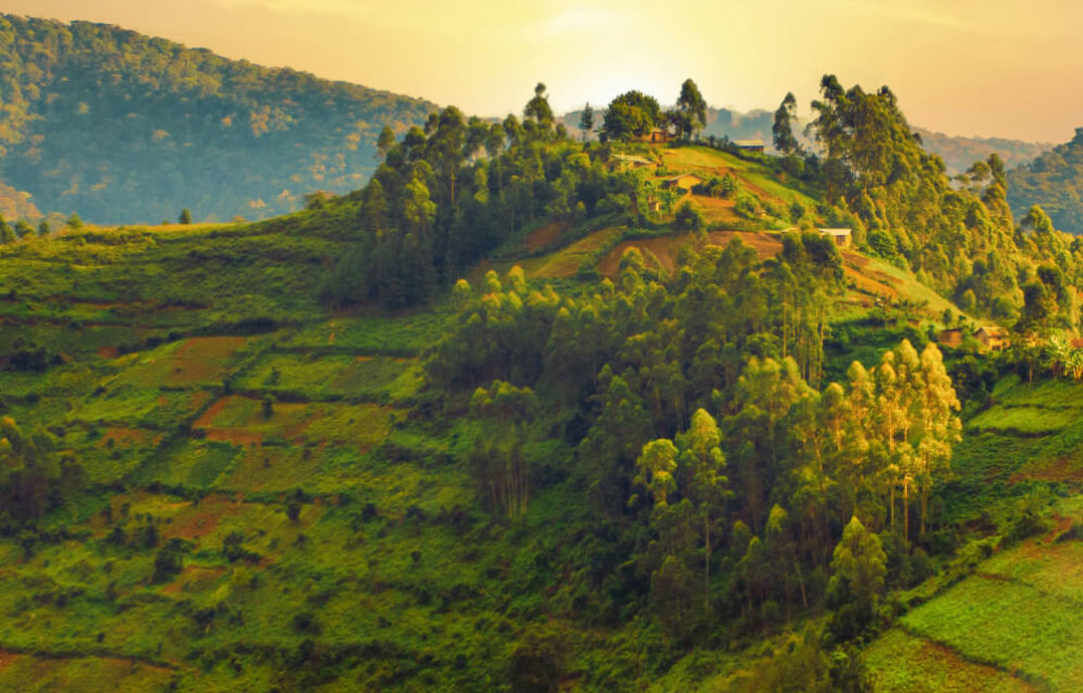 Landscape of fields