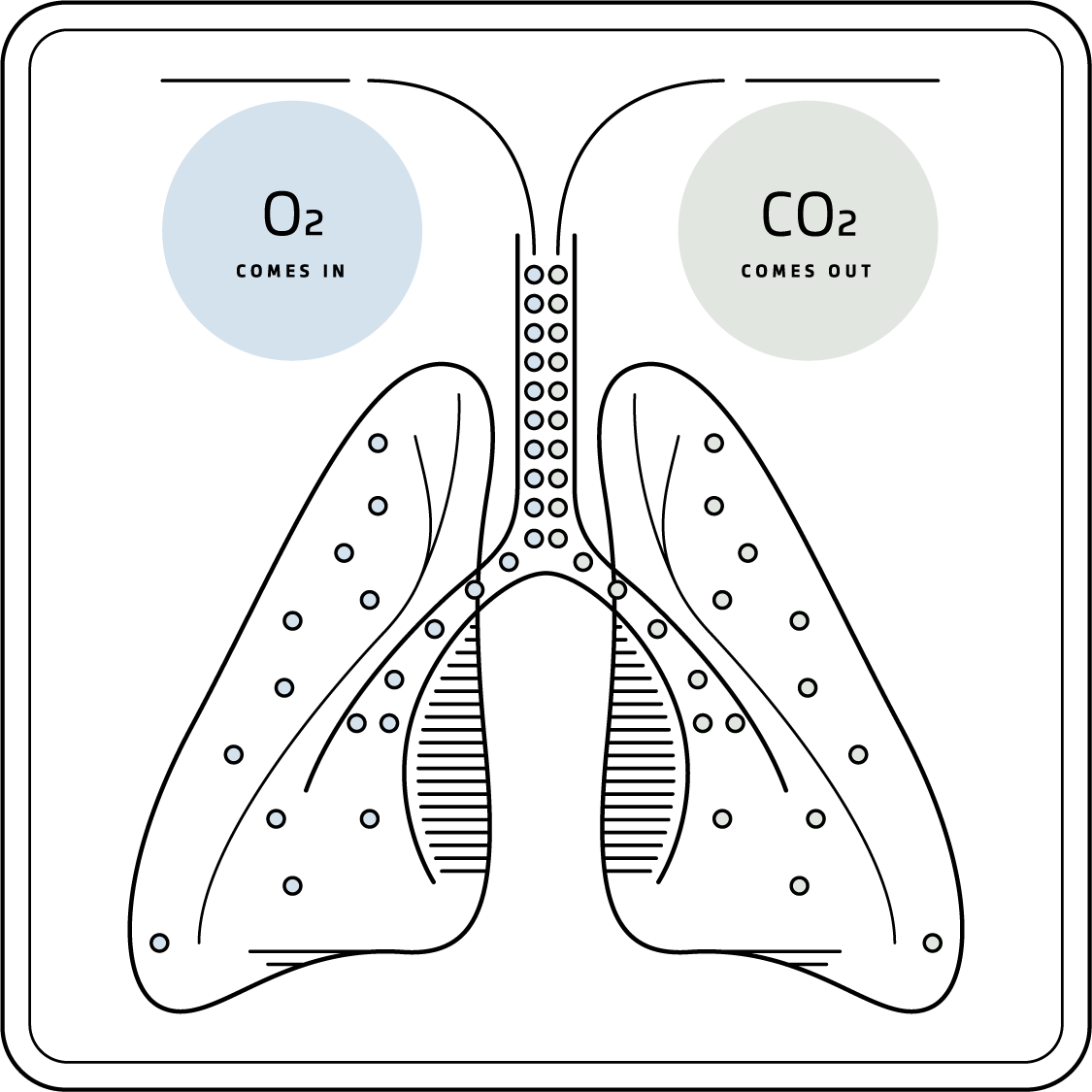 The process of oxygen exchange in the lungs.