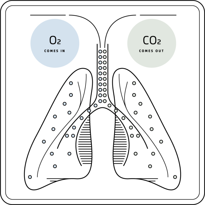 The process of oxygen exchange in the lungs.