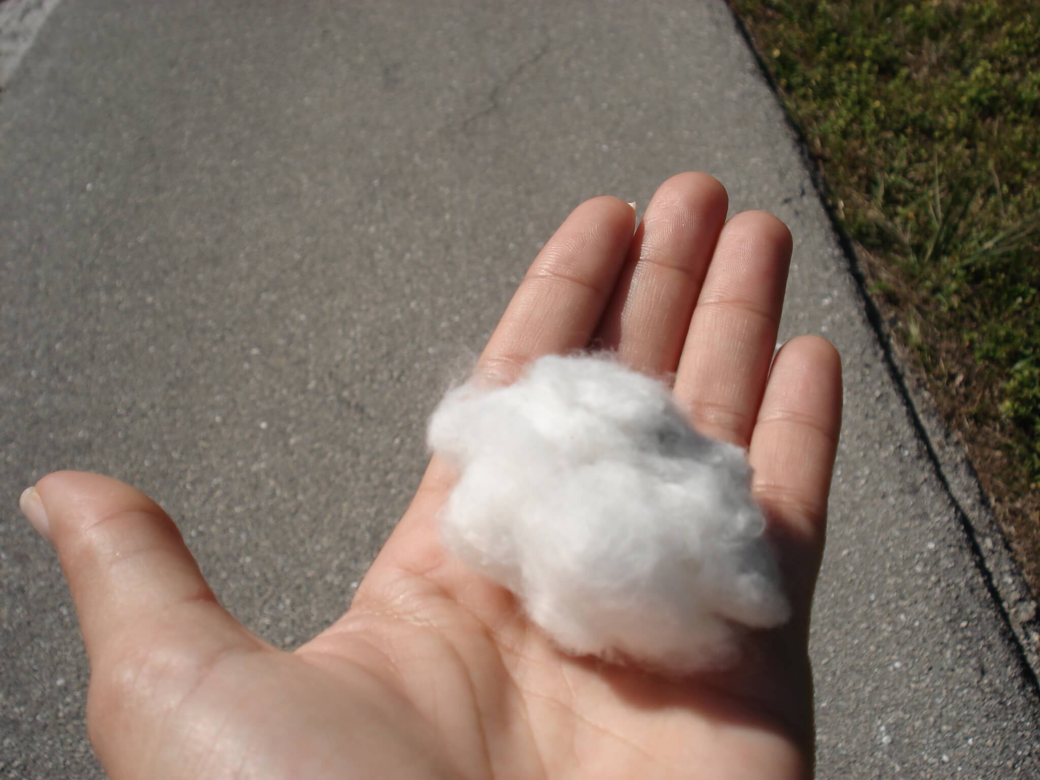 Does organic cotton matter? Mudita