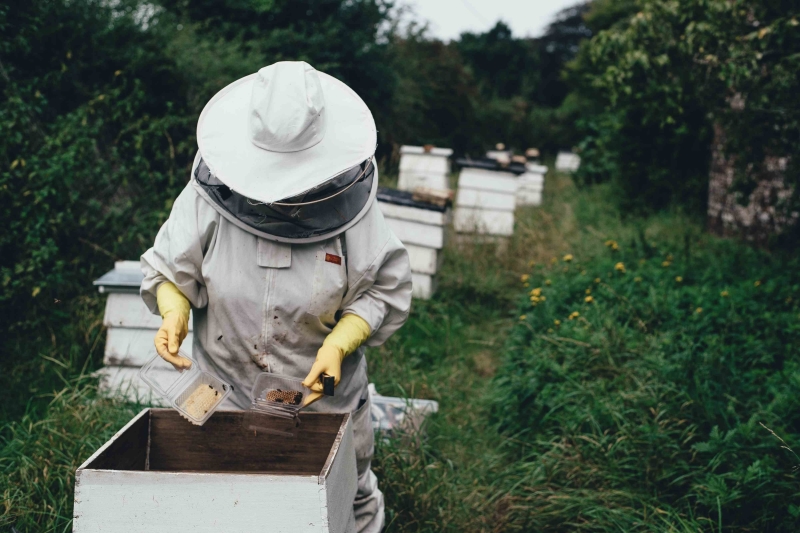 How Does Mobile Radiation Affect Honey Bees Mudita