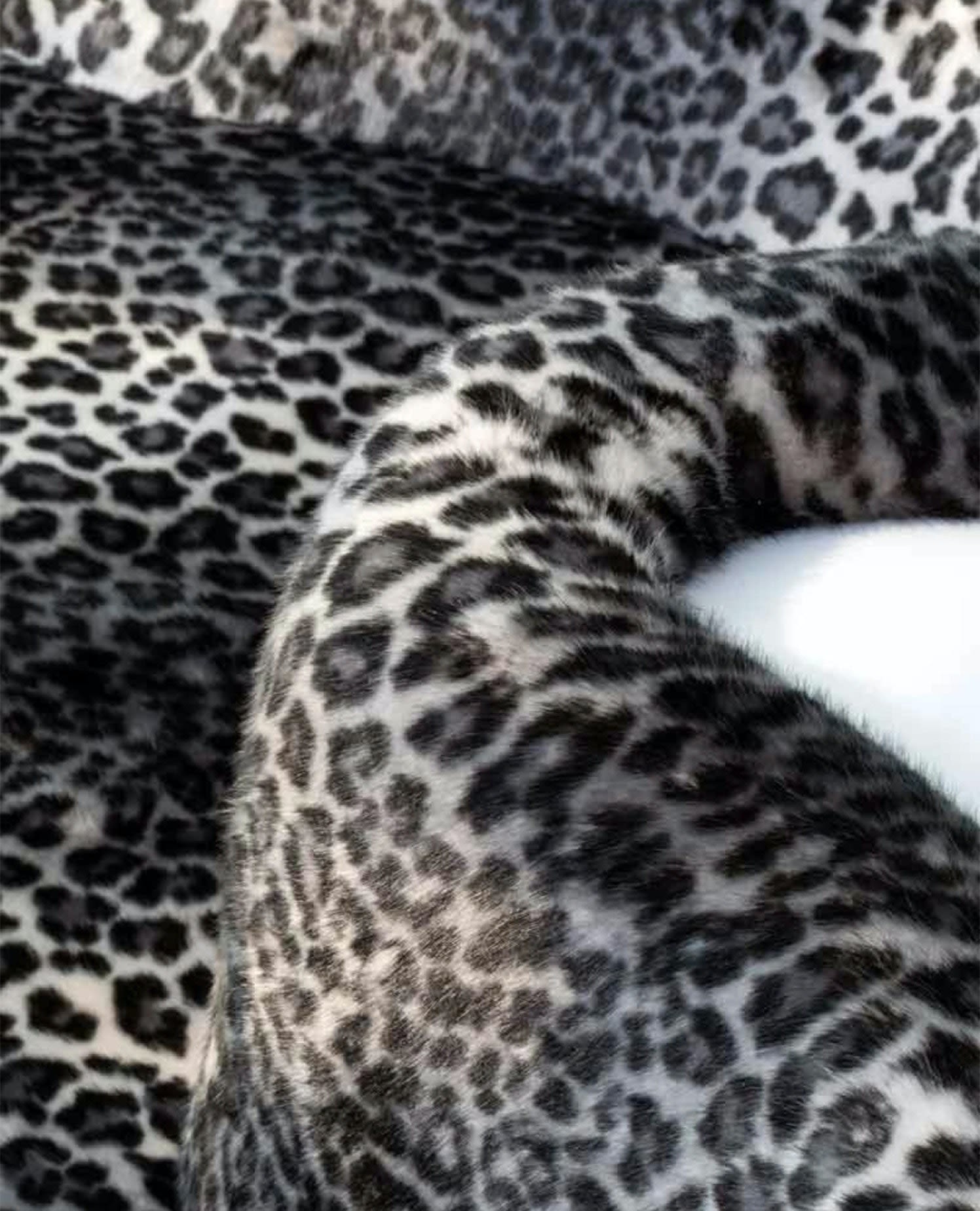 Editorial Splash 2 - Återlanseringen av en leopardmönstrad ikon