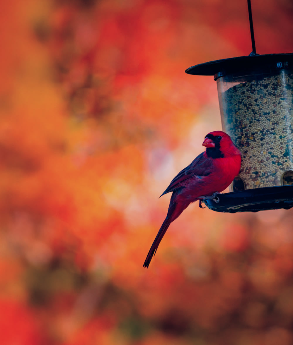 Flockr: An LTE-enabled smart bird feeder