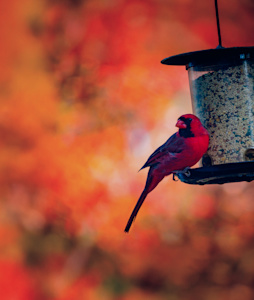 Flockr: An LTE-enabled smart bird feeder